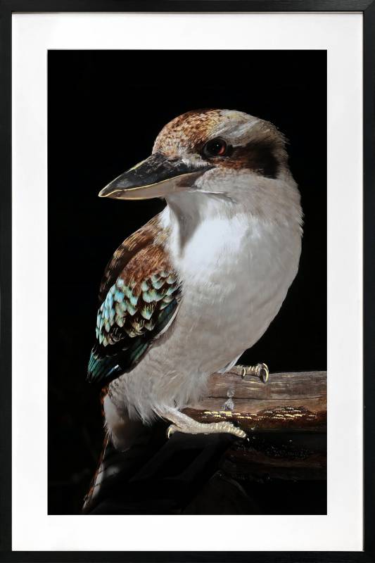 Mystery Kookaburra Artwork Framed W Glass Front 80x120cm