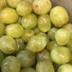 Grapevines 141g